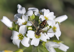 Toxomerus marginatus