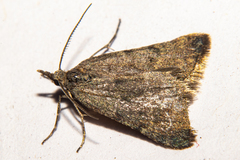 Dichromodes sphaeriata