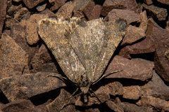 Dichromodes sphaeriata