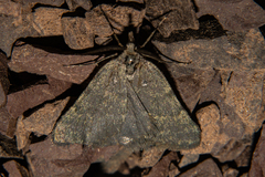 Dichromodes sphaeriata