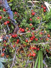 Coprosma cheesemanii