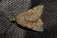 Dichromodes sphaeriata