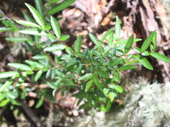 Azara lanceolata