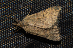 Dichromodes sphaeriata