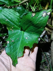 Dothideomycetes