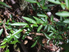 Azara lanceolata