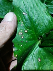 Dothideomycetes