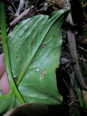 Dothideomycetes