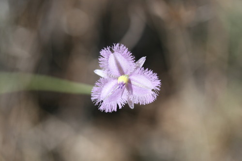 Image of Chinese Fringe Lily (Thysanotus chinensis) by (c) Benjamin Anderson, some rights reserved (CC BY)