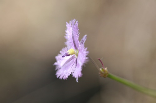 Image of Thysanotus chinensis by (c) Benjamin Anderson, some rights reserved (CC BY)