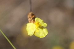 Xyris complanata
