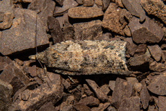 Harmologa