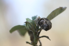 Decaschistia occidentalis