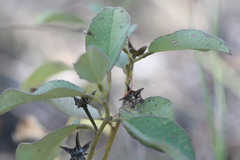 Decaschistia occidentalis
