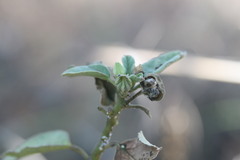 Decaschistia occidentalis