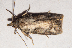 Harmologa
