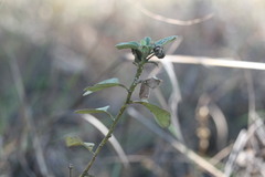 Decaschistia occidentalis