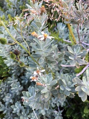 Olearia moschata