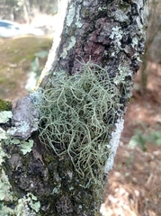 Ramalina peruviana