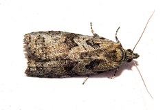 Harmologa