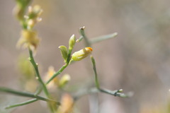 Jacksonia forrestii