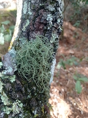 Ramalina peruviana