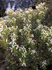 Olearia nummulariifolia