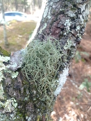 Ramalina peruviana
