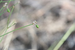 Tricoryne