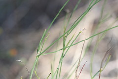 Tricoryne