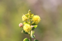 Acacia translucens