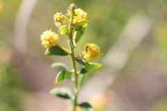 Acacia translucens