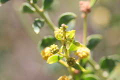 Acacia translucens