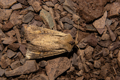 Ichneutica atristriga