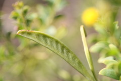 Acacia translucens