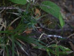 Carex erinacea