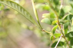 Acacia translucens