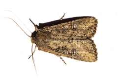 Ichneutica morosa