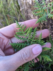 Pentagramma rebmanii