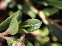 Arctostaphylos pacifica