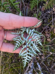 Pentagramma rebmanii