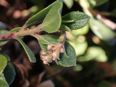 Arctostaphylos pacifica
