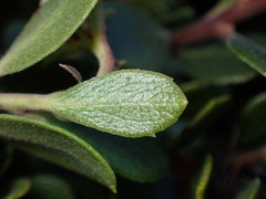 Arctostaphylos pacifica