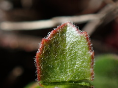 Arctostaphylos pacifica