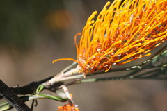 Grevillea pteridifolia