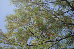 Grevillea pteridifolia