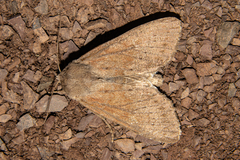 Ichneutica nullifera