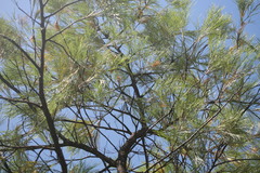 Grevillea pteridifolia