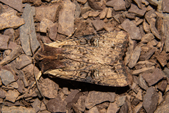 Ichneutica omoplaca