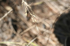 Eriachne pauciflora